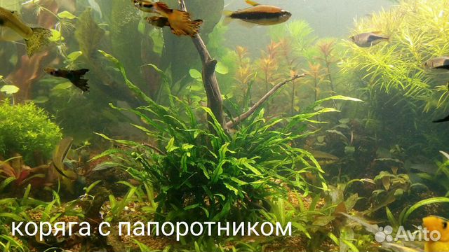 Набор аквариумных растений купить на Зозу.ру - фотография № 9