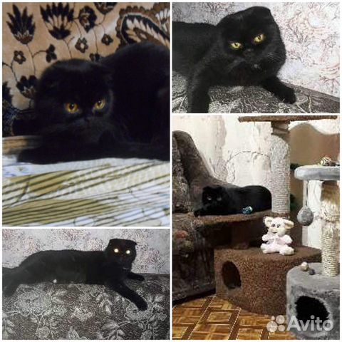 Коты и кошки купить на Зозу.ру - фотография № 7