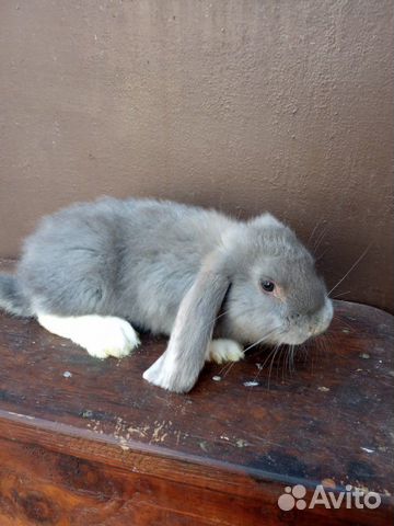 Кролик Французский баран купить на Зозу.ру - фотография № 2