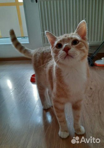 Котенок в добрые руки