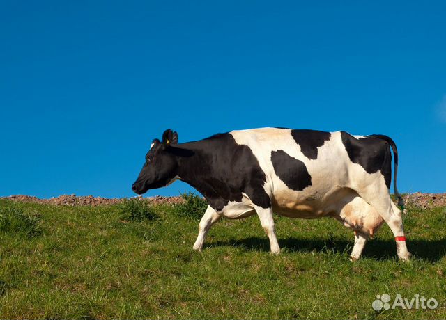 Коровы обмен купить на Зозу.ру - фотография № 1
