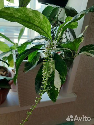 Фикусы, Фагрея вариегата, Аглайя, метросидерос