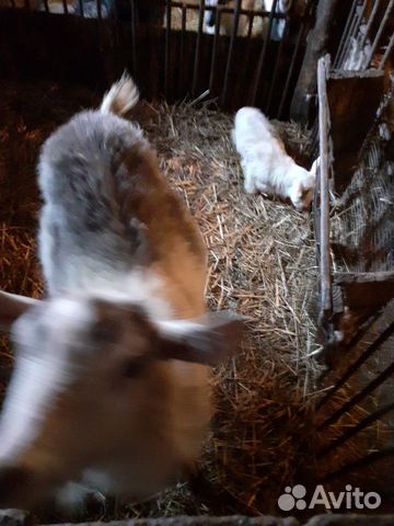 Козочка и козлик рождены 6 февраля, коза с козленк купить на Зозу.ру - фотография № 3