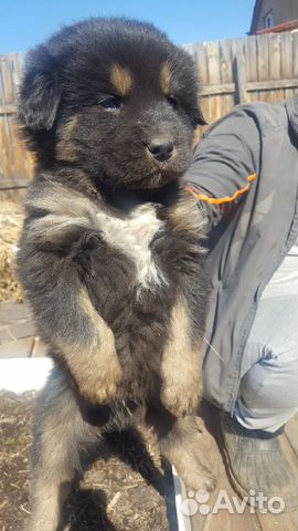 Тибетский Мастиф щенки купить на Зозу.ру - фотография № 1