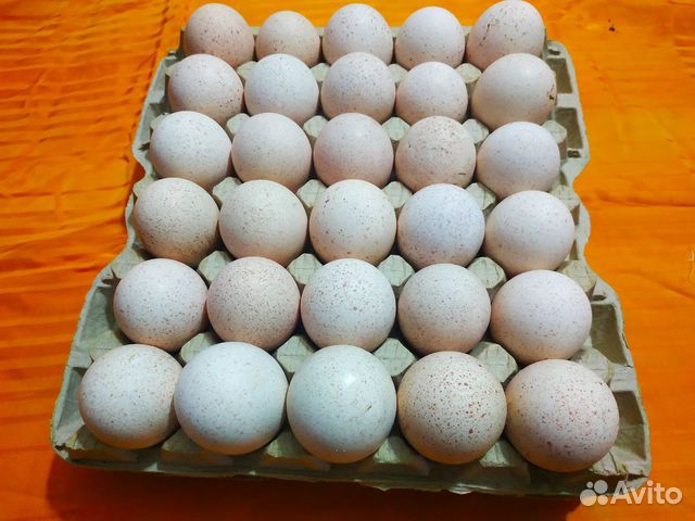 Яйца индейки инкубационные купить на Зозу.ру - фотография № 2