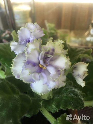 Фиалка Фиалка