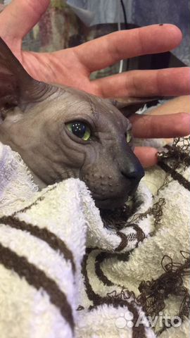 Вязка кота Вязка кота