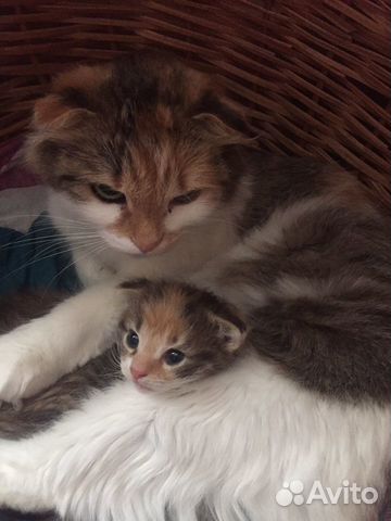 Котёнок 2 мес в хорошие руки