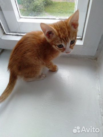 Люкс, 2мес Люкс, 2мес