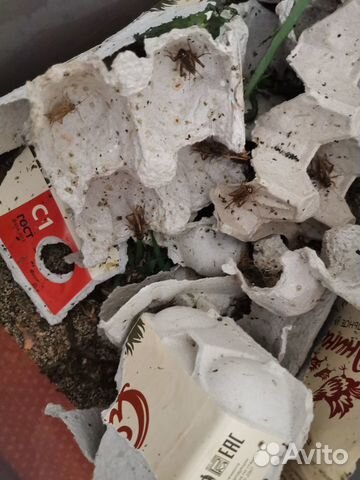 Сверчок, таракан, мыши, оборудование для рептилий