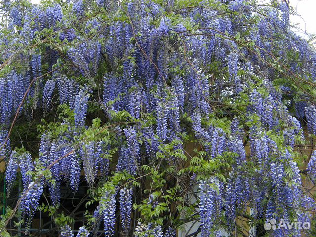 Глициния Купить Саженец