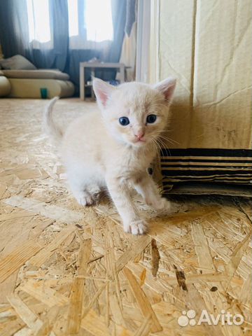 Котята Котята