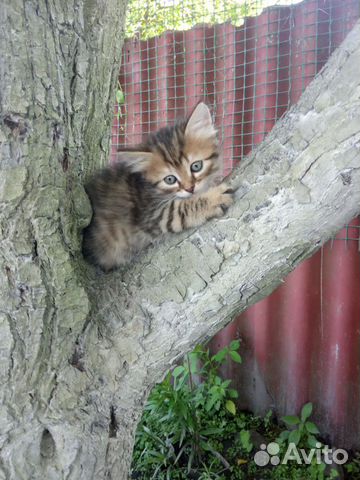 Котята в добрые руки Котята в добрые руки