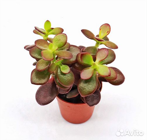 Крассула Овата Минор (Crassula ovata Minor)