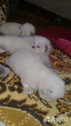 Невские маскарадные котята