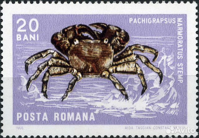Морская фауна. Румыния 1966 г Морская фауна. Румыния 1966 г