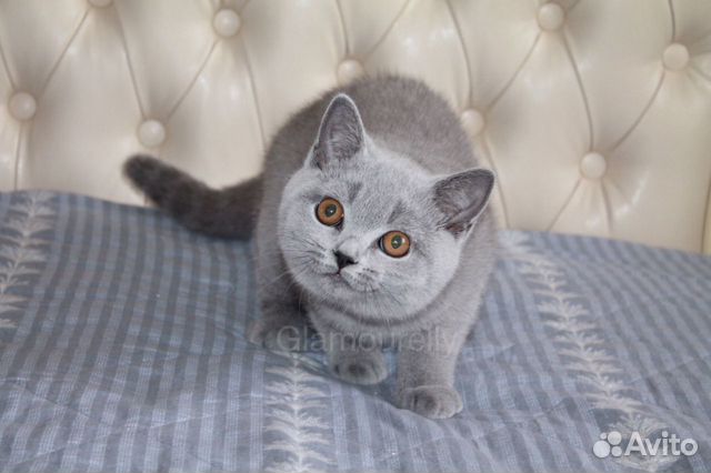 Британский голубой котёнок