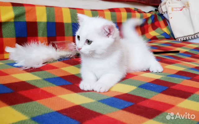 Замечательные котята скоттиш страйт
