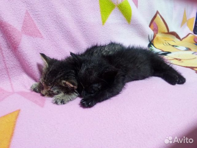Kittens