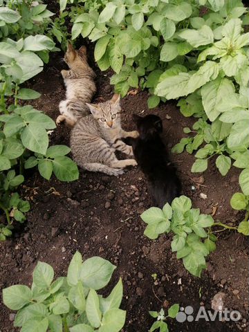 Дарю котят