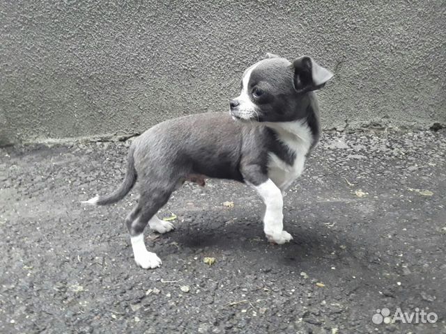 Голубой Чихуахуа Голубой Чихуахуа