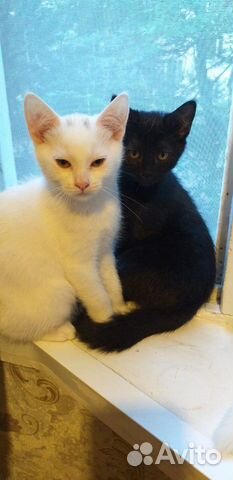 Котятки ищут добрых хозяев Котятки ищут добрых хозяев