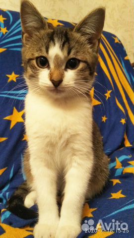 Котенок в добрые руки