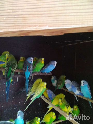 Домашние попугаи, сокращение стаи