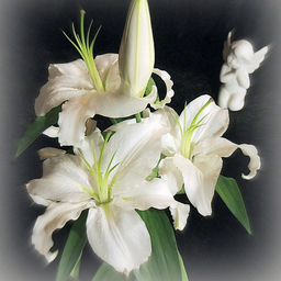 Roselily Ramona ® (Oriental) - Roselily - Van den Bos Flowerbulbs