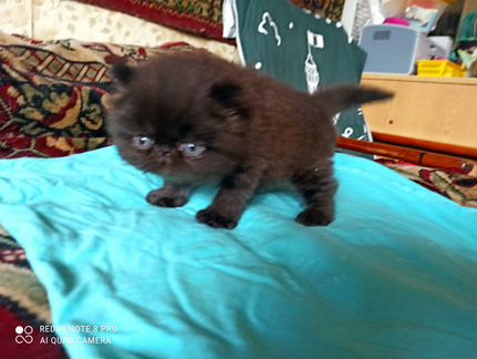 Продам персидского котенка-мальчика