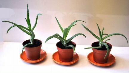 Комнатное растение-алоэ