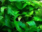Растения: Анубиас, криптокарина, яванский мох