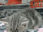Котёнок британской породы объявление продам
