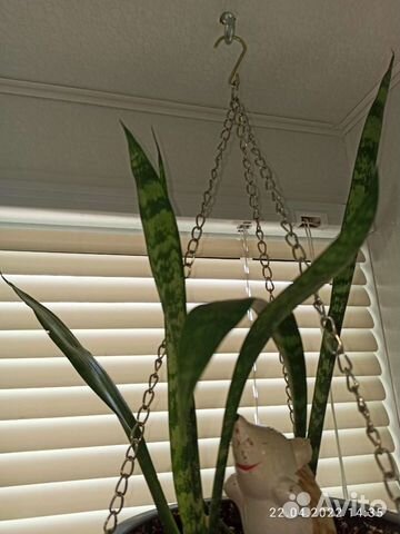 Растение Сансевиерия