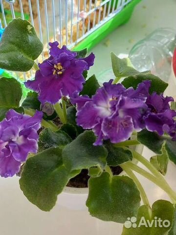 Сортовые фиалки, мини