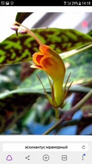 Эсхинантус - комнатные цветы