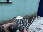 Николаевские голуби объявление продам