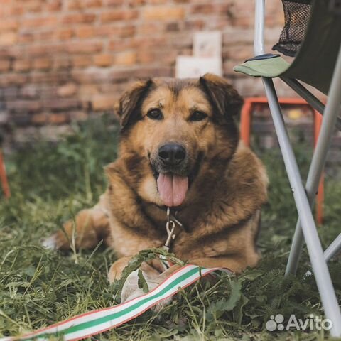 Собака ищет семью