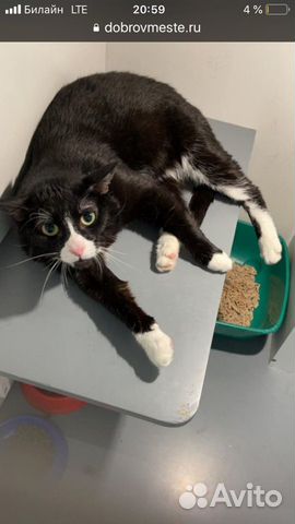 Спасенный Тоша хочет стать домашним