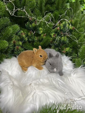 Ручные кролики мини домашние