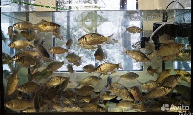Продается живец карась Л Е Т О М и З И М О Й