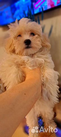 Щенки мальтипу f1 мини