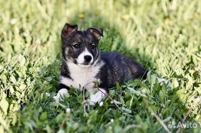 собаки в хорошие руки средние. авито прокопьевск собаки. бесплатные собаки в прокопьевске. авито прокопьевск собаки. прокопьевск животные отдам даром.