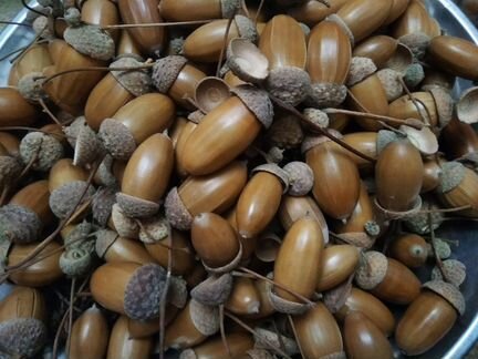 Желуди, орехи, шишки