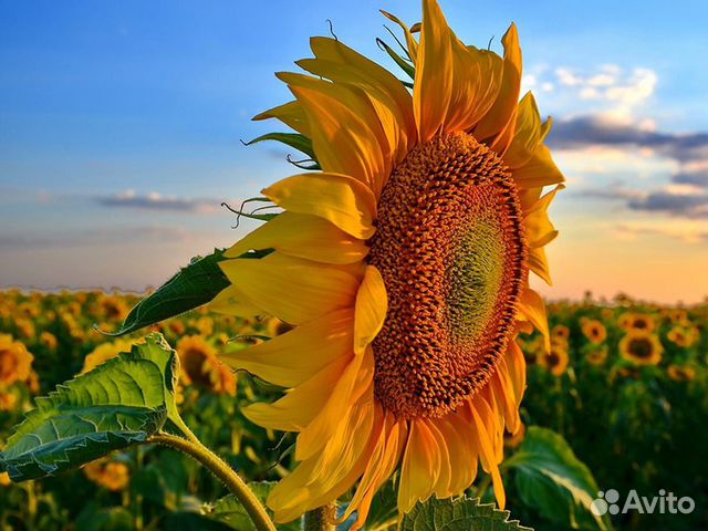 Спк подсолнечник