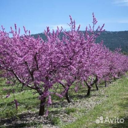 Саженцы Миндаль (плодовый)