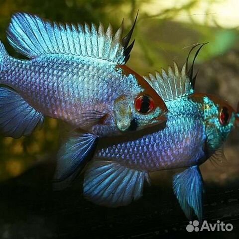 Аквариумные рыбки