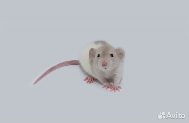 Крысы дамбо. От 1 месяца. Питомник. Доставка по РФ