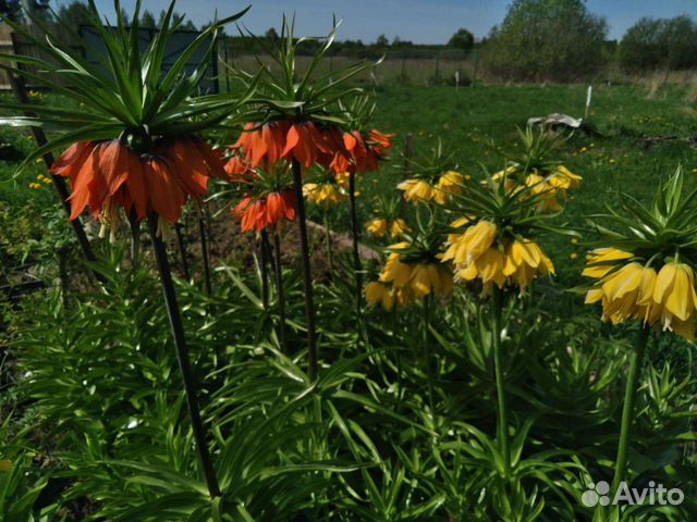 Рябчик императорский