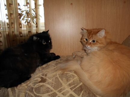 Стрижка кошек,собак,йорков,кастрация котов, выезд